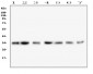 Anti-COPE Antibody Picoband™ (monoclonal, 9B6)